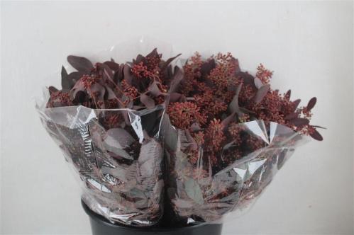 Eucalyptus polyanthemos (fruit) kleurbehandeld per bos H%