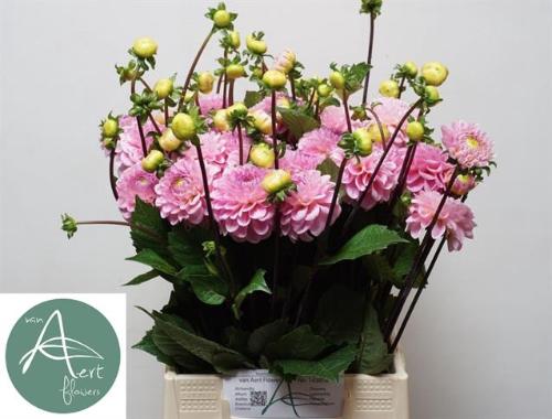 Dahlia Ball Grp 'Wizard of Oz'
