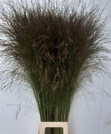 Panicum virgatum 'Thundercloud'