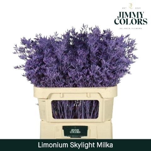 Limonium overig kleurbehandeld H%