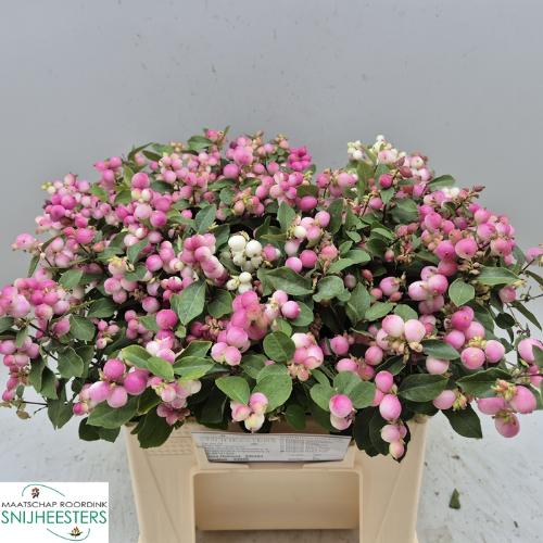 Symphoricarpos (Pink Berry Grp) Magical Ruby Falls