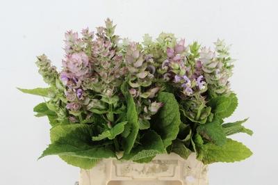 Salvia sclarea 'Jomi'