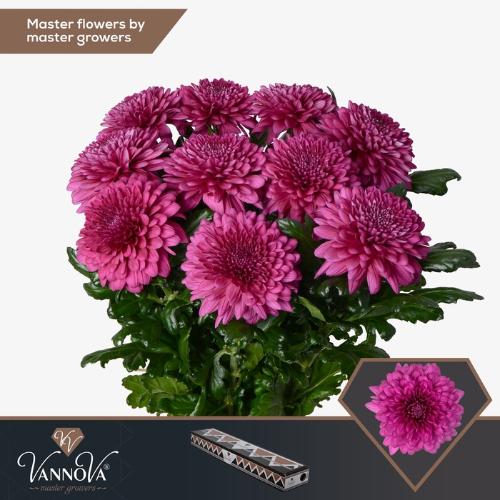 Chrysanthemum (Indicum Grp) geplozen Lamira