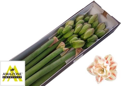 Hippeastrum Double Galaxy Grp 'Nymph'