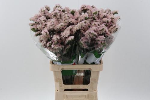Limonium sinuatum Apricot Sun Birds