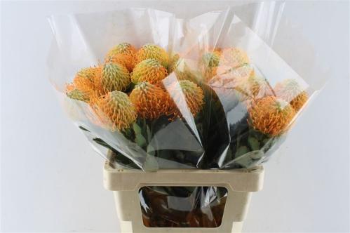 Leucospermum 'Soleil'
