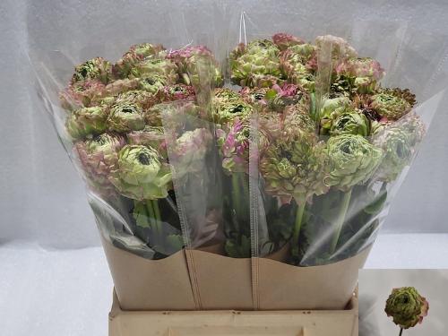Ranunculus overig