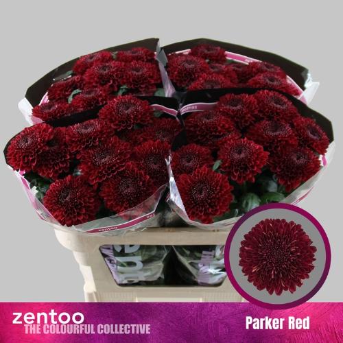Chrysanthemum (Indicum Grp) geplozen Parker Red