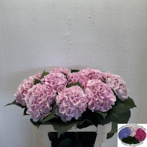 Hydrangea macrophylla 'Verena'