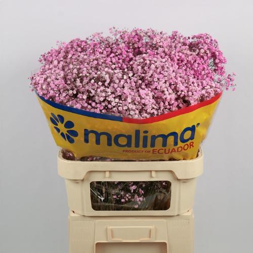 Gypsophila overig kleurbehandeld H%
