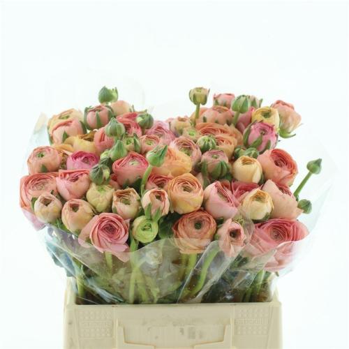 Ranunculus asiaticus Success Grand Pastel