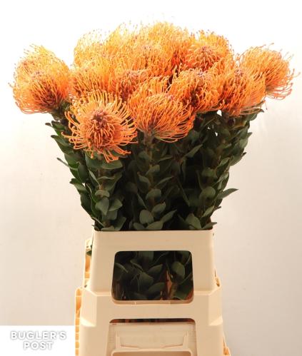 Leucospermum Ayoba Mandarin Zest