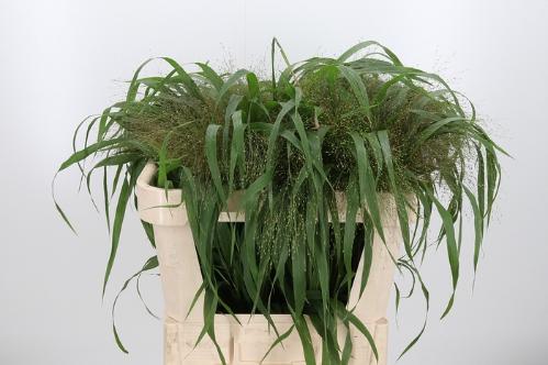 Panicum 'Firework'