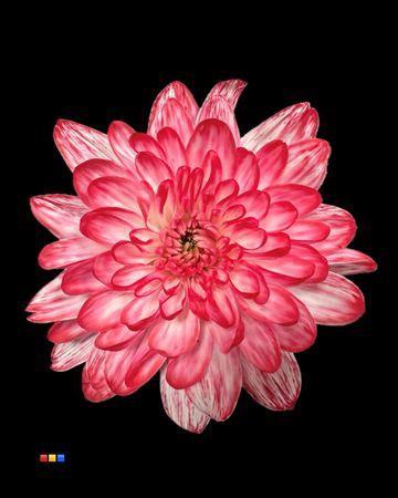 Chrysanthemum Indicum Grp tros kas kleurbehandeld H%