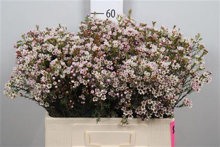 Chamelaucium 'Blondie'