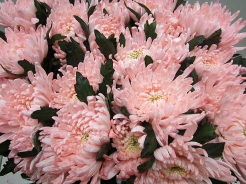 Chrysanthemum geplozen kas kleurbehandeld H%
