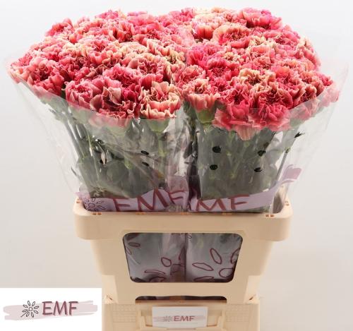 Dianthus standaard Ipanema