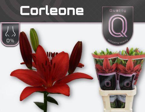 Lilium Longiflorum x Aziatische Grp 'Corleone'