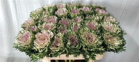 Brassica oleracea 'Crane Frilly'