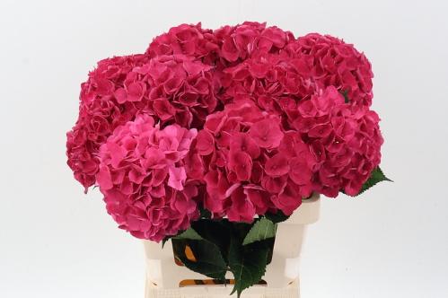 Hydrangea macrophylla Royal Opera