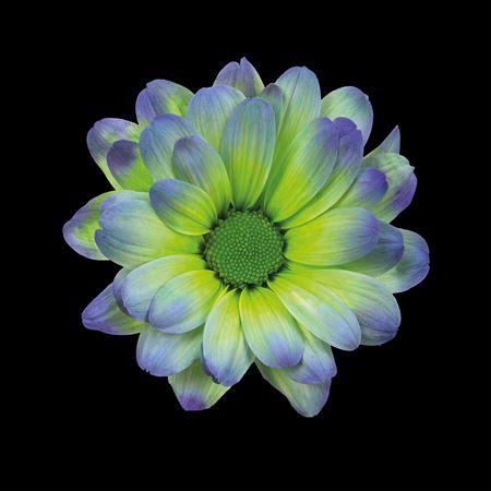 Chrysanthemum Indicum Grp tros kas kleurbehandeld H%