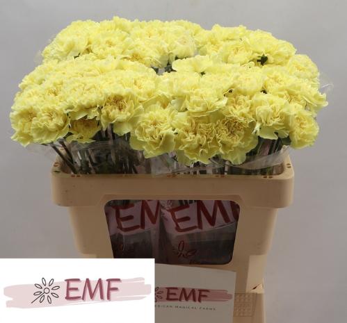 Dianthus standaard Kiro