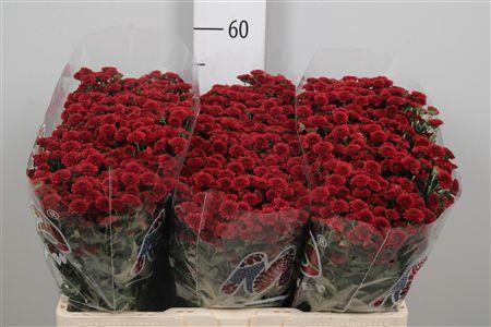 Chrysanthemum (Indicum Grp) tros santini Madiba Red Tyolo