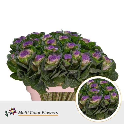 Brassica oleracea kleurbehandeld H%