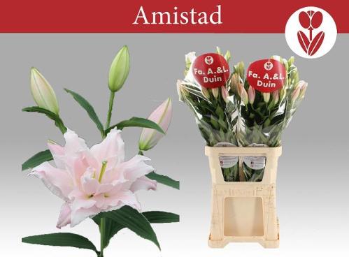 Lilium (Oriental Grp) dubbel 'Amistad'