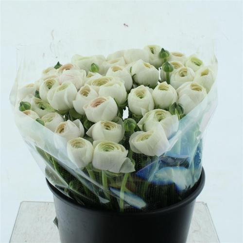 Ranunculus asiaticus Succes Hanoi