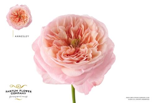 Rosa grootbloemig Annesley!