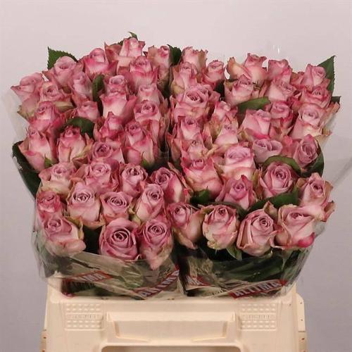 Rosa grootbloemig Memory Lane!