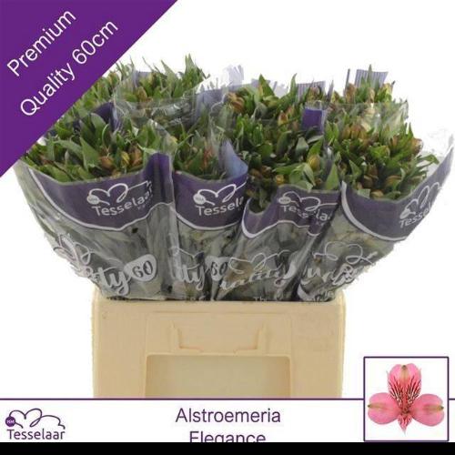 Alstroemeria Elegance
