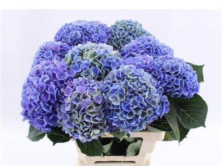 Hydrangea macrophylla Magical Opal (classic)