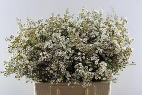 Chamelaucium 'Blondie'