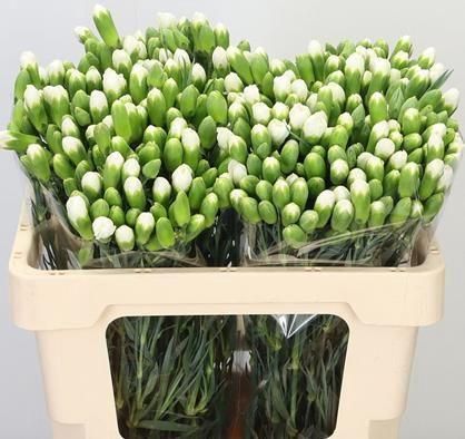 Dianthus tros Ramaya