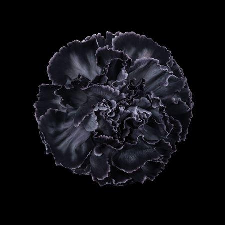 Dianthus standaard kleurbehandeld H%