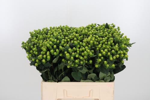 Hypericum x inodorum Magical Green Revival