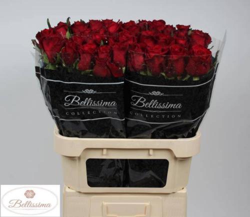Rosa grootbloemig Ever Red