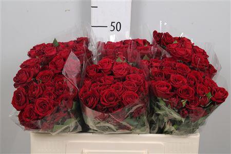 Rosa tros Rubicon