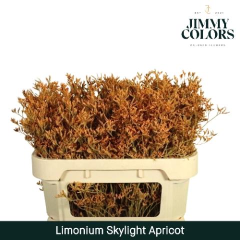 Limonium overig kleurbehandeld H%