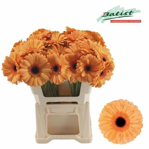 Gerbera grootbloemig 'Jetset'