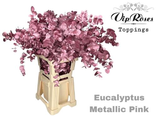 Eucalyptus cinerea kleurbehandeld per bos H%