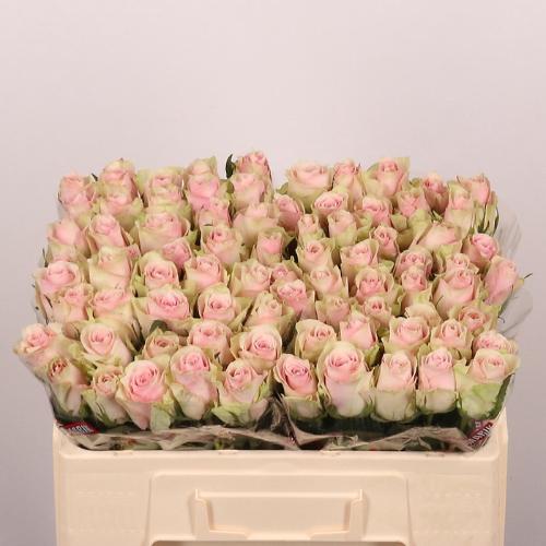 Rosa grootbloemig Pink Athena