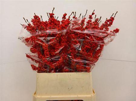 Ilex verticillata 'Brit Buys'