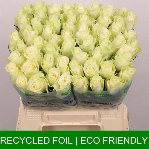 Rosa grootbloemig Athena