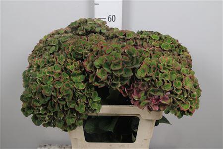 Hydrangea macrophylla Magical Charlotte (classic)