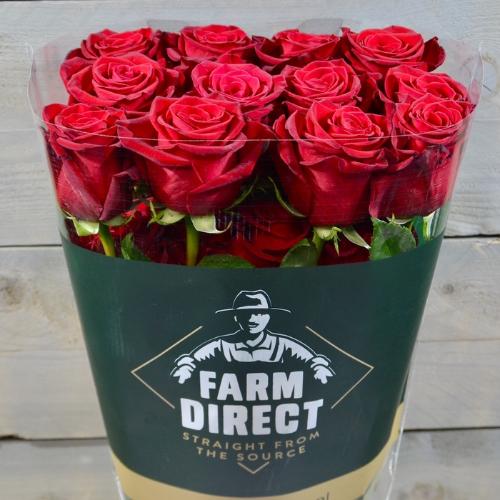 Rosa grootbloemig Freedom