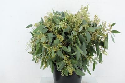 Eucalyptus per bos overig blad