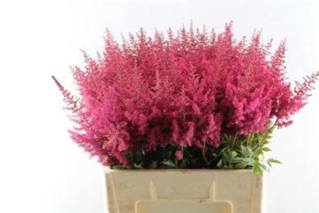 Astilbe Arendsii Grp 'Paul G
